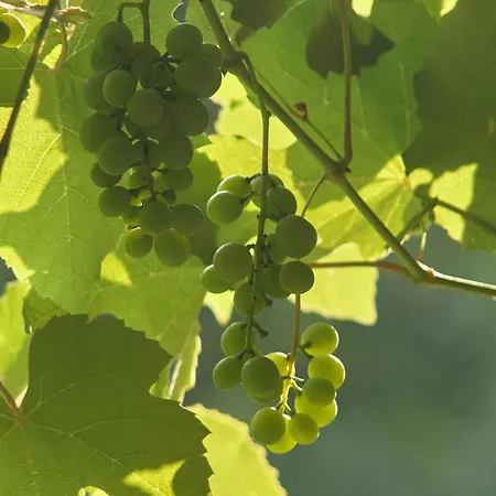 Mosel-cottage Διαμέρισμα Briedern
